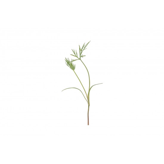 Dill - Microgreen Seed