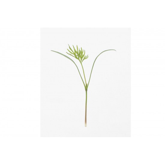 Dill - Organic Microgreen Seed
