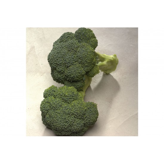 Diplomat - (F1) Broccoli Seed