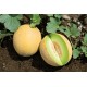 Diplomat - (F1) Melon Seed