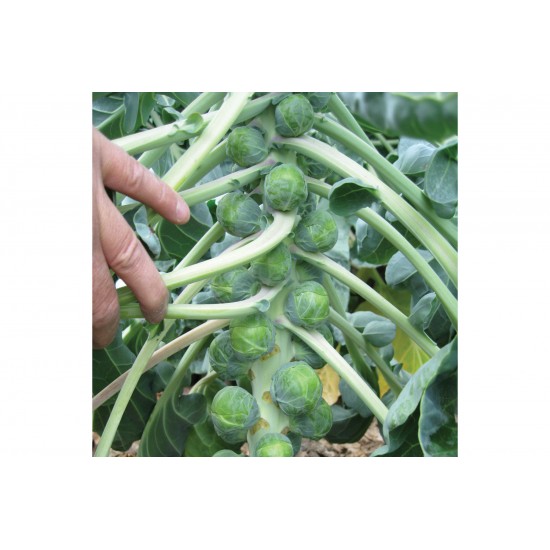 Divino - (F1) Brussels Sprouts Seeds