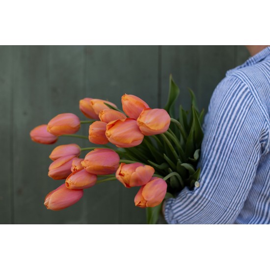 Dordogne - Tulip Bulb