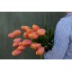 Dordogne - Tulip Bulb