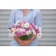 Double Click Bicolor Pink - Cosmos Seed