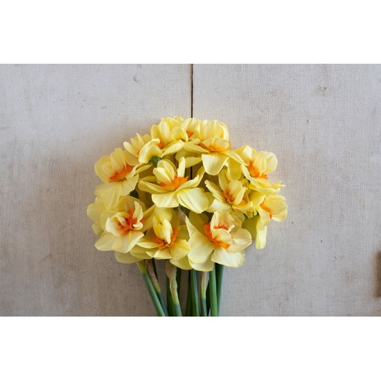 Double Fashion - Narcissus Bulb