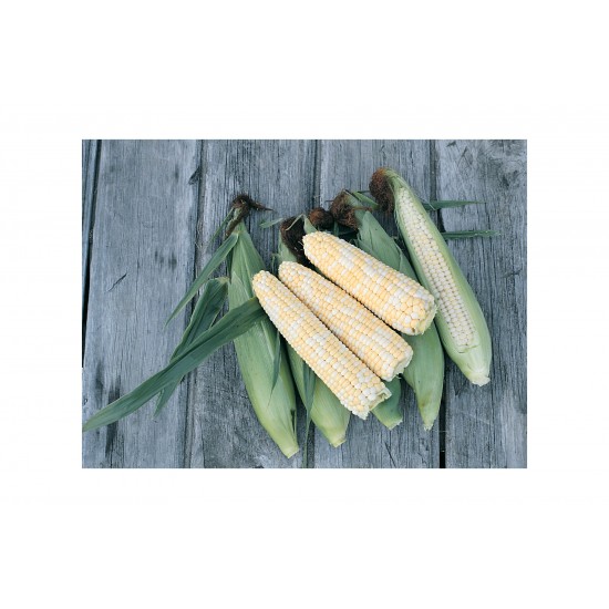 Double Standard - Organic Open Pollinated Sweet Corn