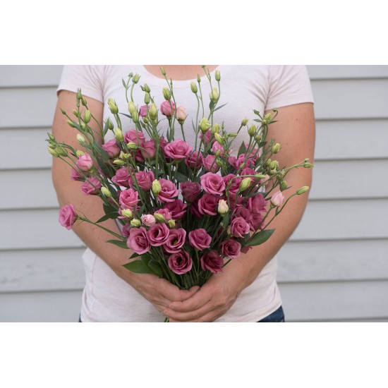 Doublini Rose Pink -  Lisianthus Seed