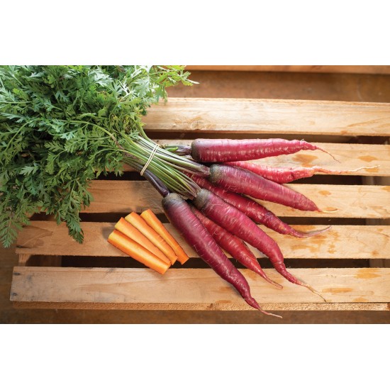 Dragon - Purple Carrot Seeds
