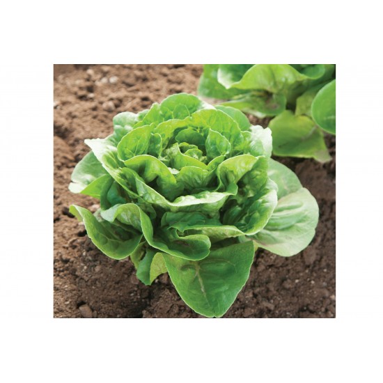 Dragoon - Organic Lettuce Seed