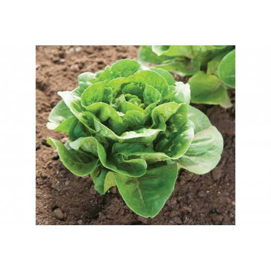 Dragoon - Organic  Lettuce Seed