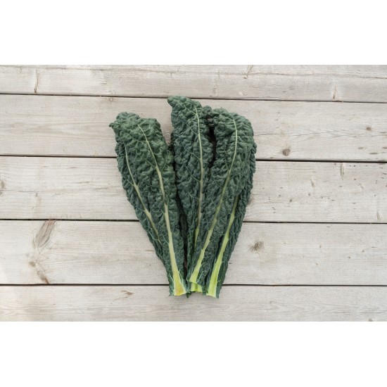 Ebony - (F1) Kale Seed
