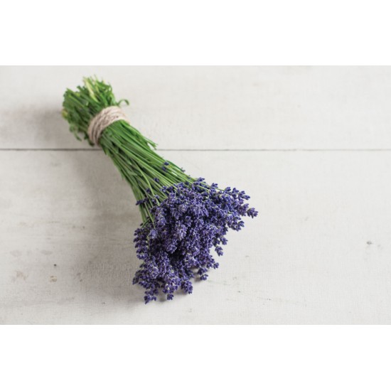 Ellagance Purple - Lavender Seed
