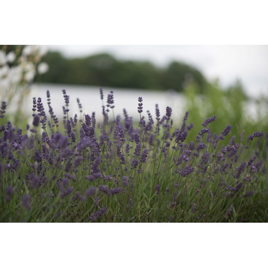 Ellagance Purple - Lavender Seed