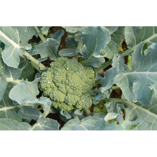 Emerald Crown - (F1) Broccoli Seed