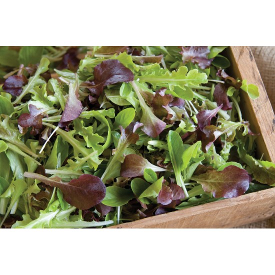Encore Lettuce Mix - Organic Vegetable Seed