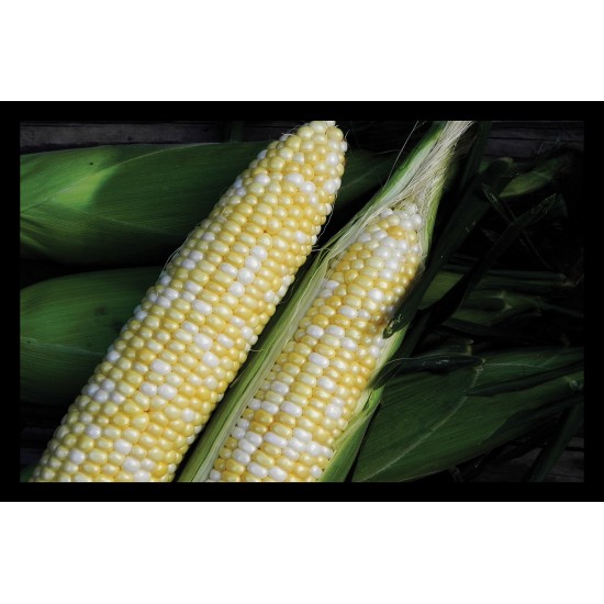 Essence - Treated (F1) Corn Seed
