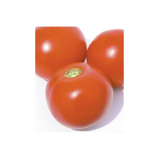 Estiva - (F1) Tomato Seed
