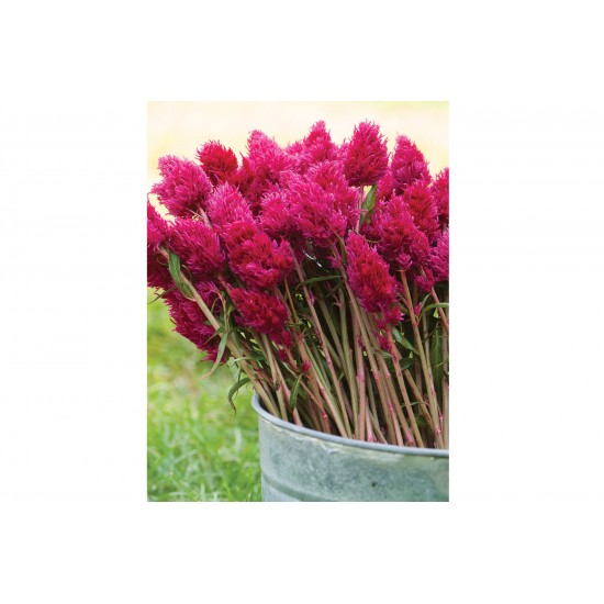 Eternity Improved - Celosia Seed