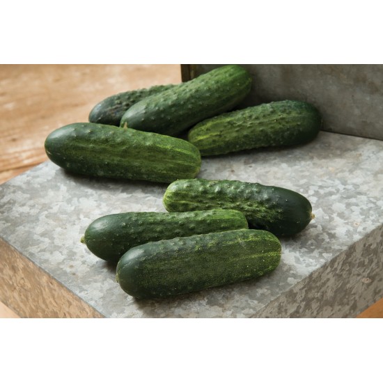 Excelsior - Organic (F1) Cucumber Seed