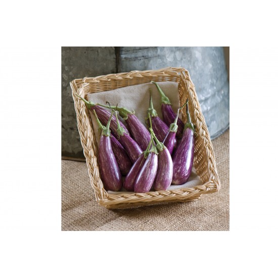 Fairy Tale - (F1) Eggplant Seed