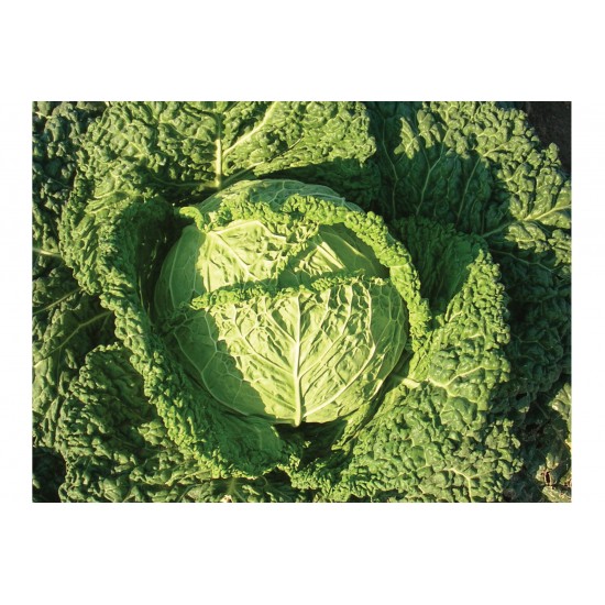 Famosa - Organic (F1) Cabbage Seed