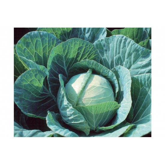 Farao - Organic (F1) Cabbage Seed
