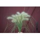 Feathertop - Ornamental Grass Seed