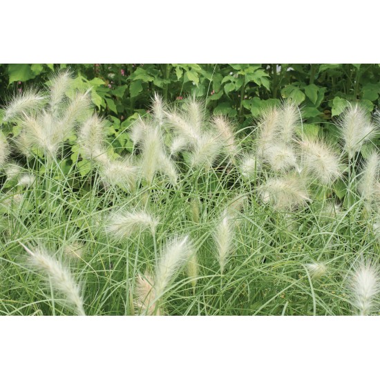 Feathertop - Ornamental Grass Seed