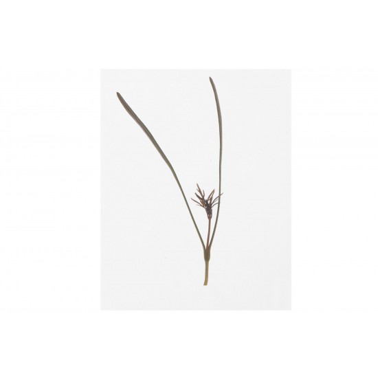 Fennel, Bronze - Organic Microgreen Seed