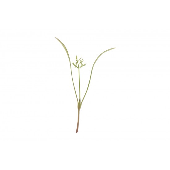 Fennel, Green - Microgreen Seed
