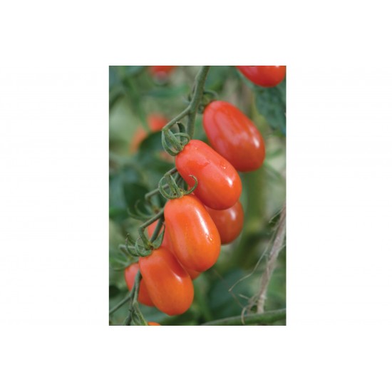 Five Star Grape - Organic (F1) Tomato Seed