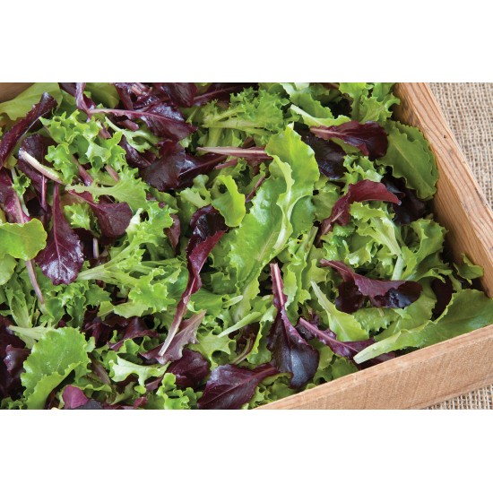 Five Star Greenhouse Lettuce Mix - Lettuce Seeds