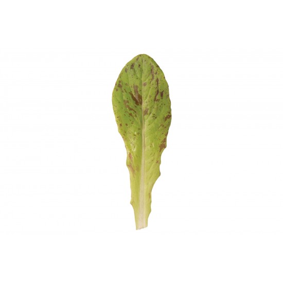 Flashy Trout Back - Organic Lettuce Seed