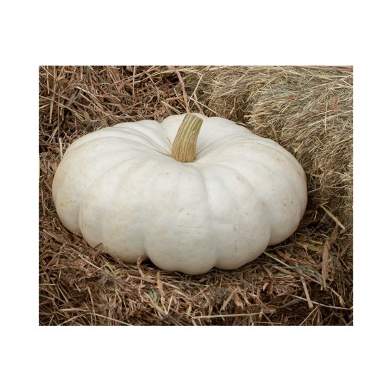 Flat Stacker - (F1) Pumpkin Seed