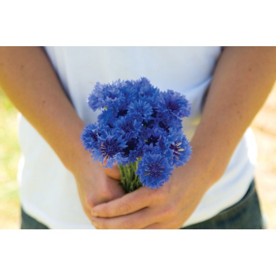 Florist Blue Boy - Centaurea Seed