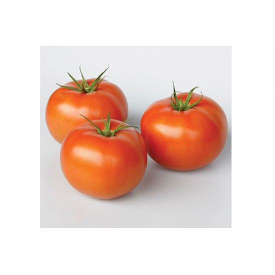 Frederik - Organic (F1) Tomato Seed