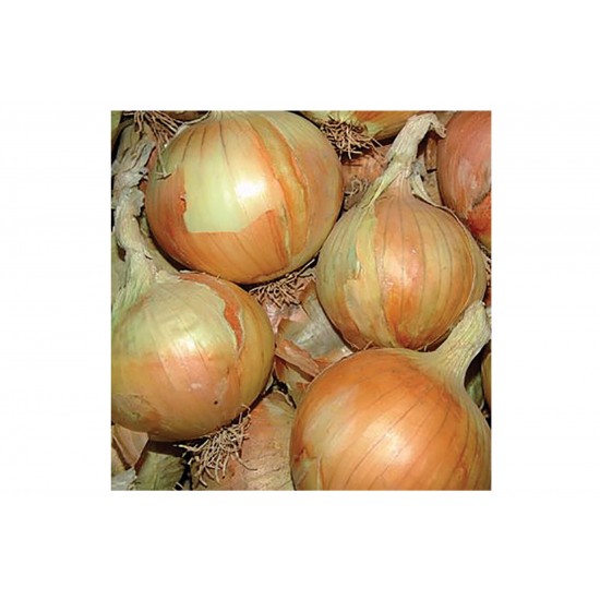 Gabriella - Organic (F1) Onion Seed