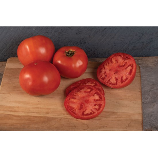 Galahad - Organic (F1) Tomato Seed