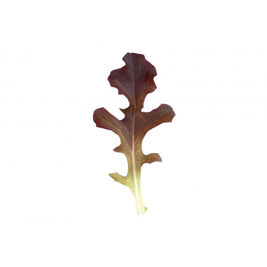 Garrison - Organic Lettuce Seed