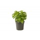 Genovese Compact, Improved - Basil Seed