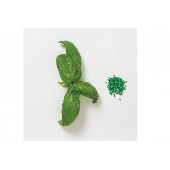 Genovese Compact, Improved Multi-Seed  Basil Seeds