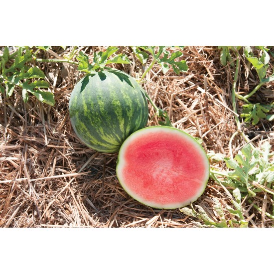 Gentility - (F1) Treated Watermelon Seed