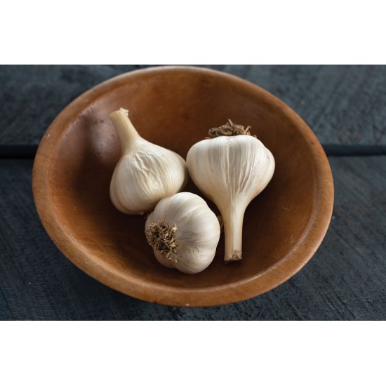 German Extra Hardy - Organic Garlic Bulbs