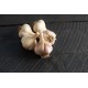 German Extra Hardy - Organic Garlic Bulbs
