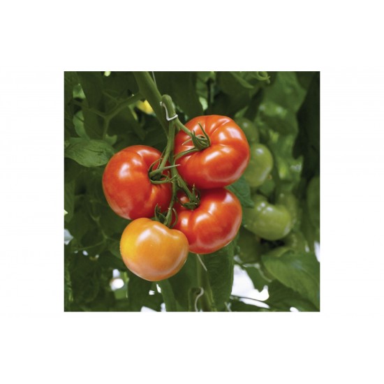 Geronimo - (F1) Tomato Seed