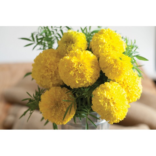 Giant Yellow - Marigold Seed