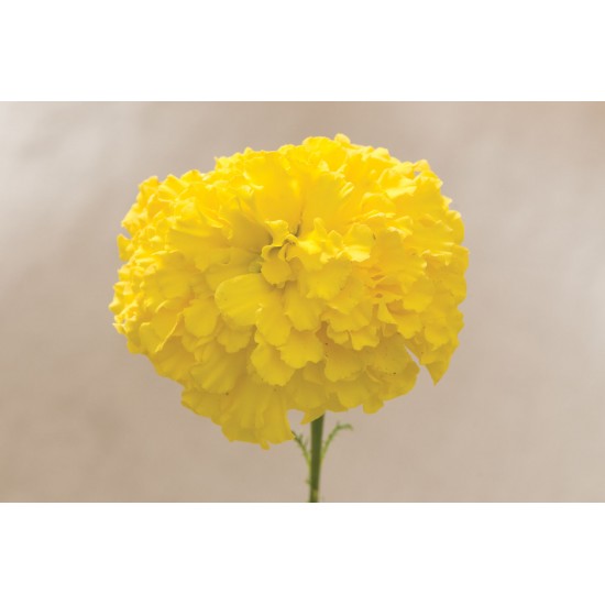 Giant Yellow - Marigold Seed