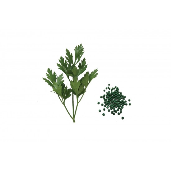 Giant of Italy - Multi-Seed  Parsley