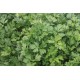Giant of Italy - Organic Parsley Seed