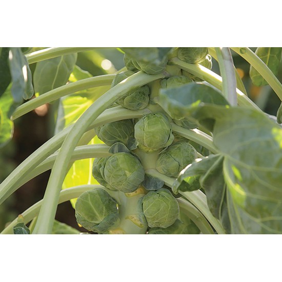 Gladius - (F1) Brussels Sprouts Seeds